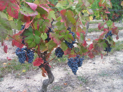 Le raisin avant vendange le 7 octobre 2007